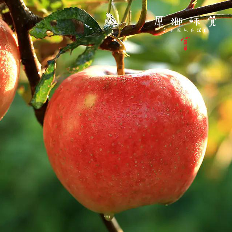 妙耕有机苹果 | 阿珍富士有机苹果,来自陕西千阳,有机种植,脆粉皆有