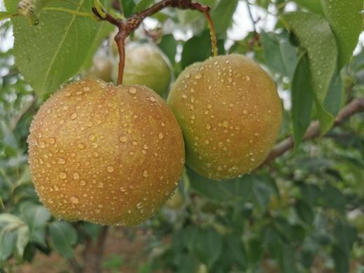 玉露香梨6斤礼盒 商品图1