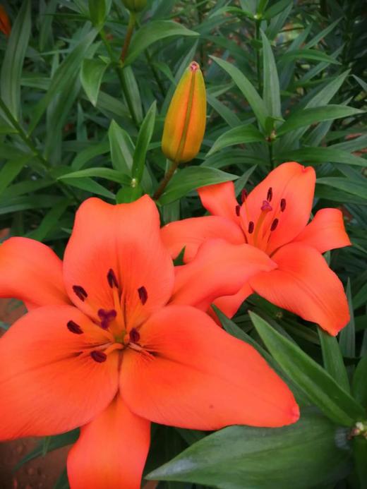 营销会百合花预售（1扎10枝3头以上） 商品图3