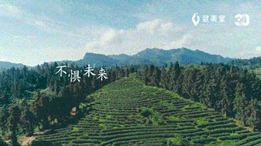 【新品上市】武夷星 三十而立陈香大红袍100g/盒（10g x10小盒），整件12盒/箱 商品图2