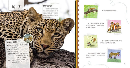 我的野生动物朋友（趣味野生动物小百科）（套装4册）-分销 商品图2