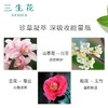 百雀羚三生花 护手霜礼盒40g*3 上海1931滋润保湿套装（山茶花40g+桂花40g+兰花40g+去角质15g+定制书签*9） 商品缩略图5