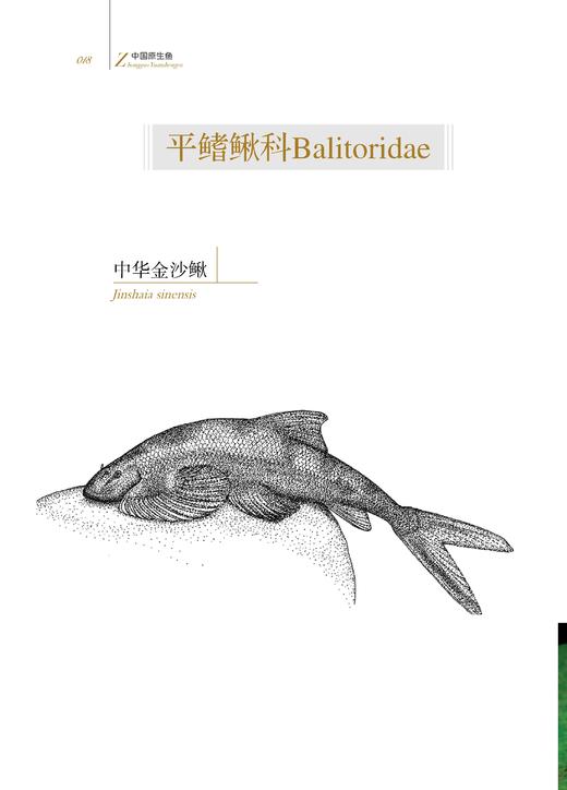 中国原生鱼（第一辑） 商品图2