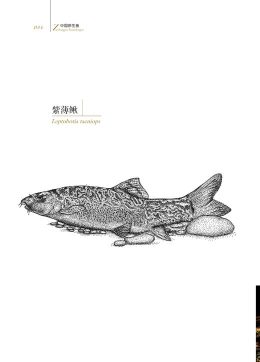 中国原生鱼（第一辑） 商品图3