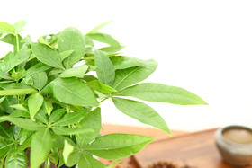 秋季，给你的绿植更多的关爱吧~