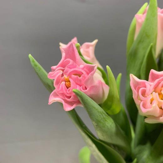 hth-郁金香 卷边粉色