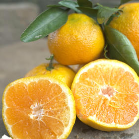  这种蜜橘，好吃到一下吃10个！ 