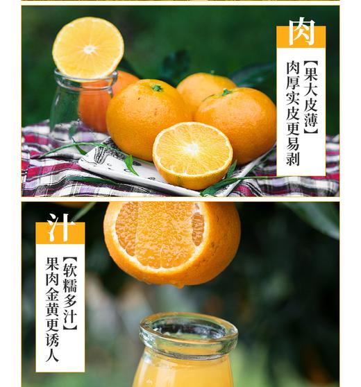 有机果冻橙 商品图0
