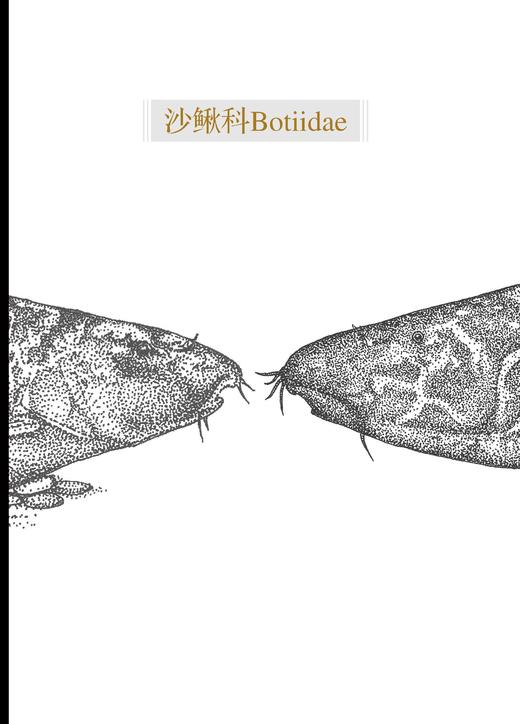 中国原生鱼（第一辑） 商品图6