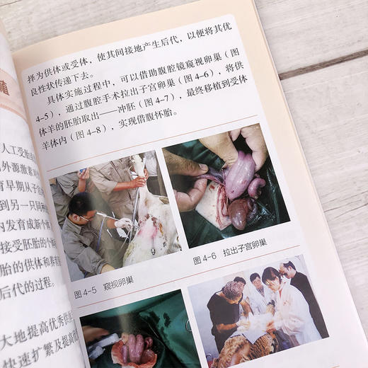 看图轻松学养羊 科学养羊技术书籍 养羊设备羊选种 选配羊繁殖配种 羔羊饲养管理 羊 生产管理羊病诊断与防治 养羊新技术 商品图4