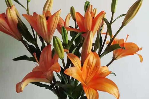 营销会百合花预售（1扎10枝3头以上） 商品图0