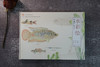 中国原生鱼水彩绘 商品缩略图6