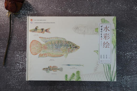 中国原生鱼水彩绘 商品图6