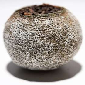 关于小青柑表面“白霜”的解答