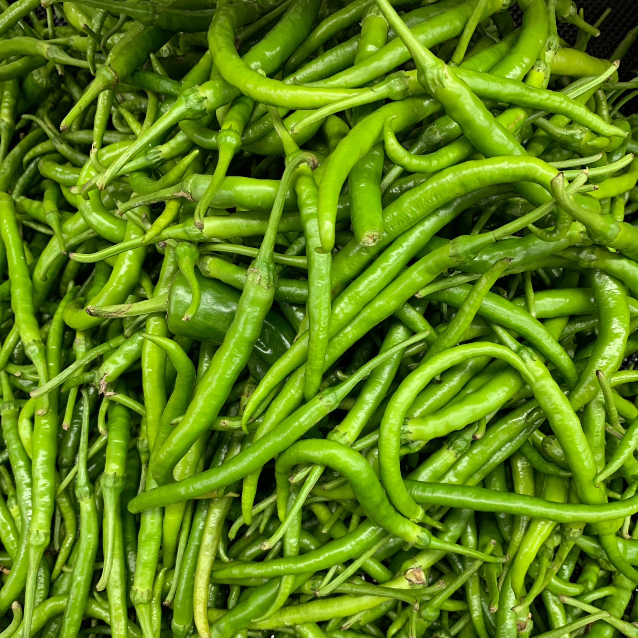 辣椒线椒每公斤