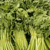茼蒿每公斤 商品缩略图0