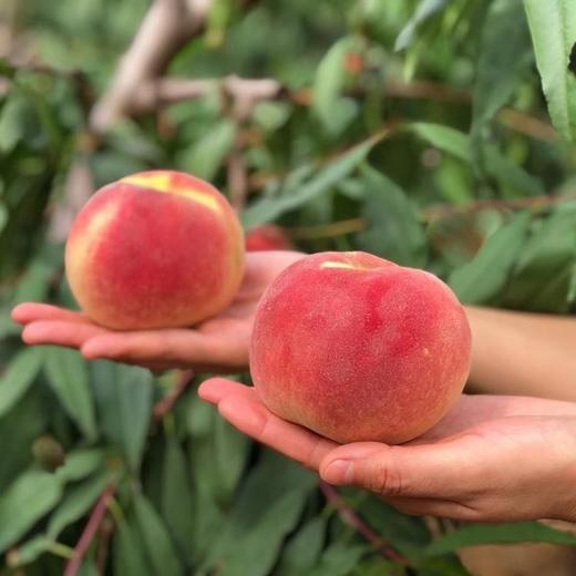 山东蒙阴高山蜜桃 12枚中果