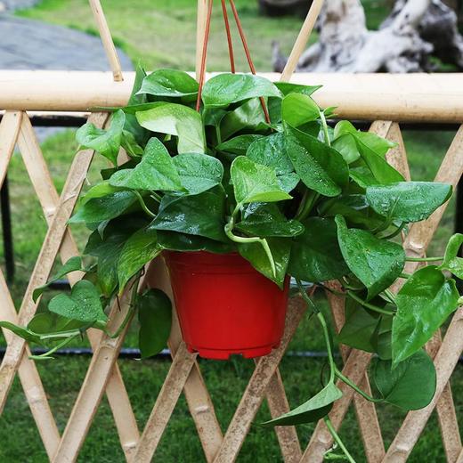 绿萝盆栽室内吸除甲醛净化空气客厅植物水培绿植吊兰长藤大绿箩