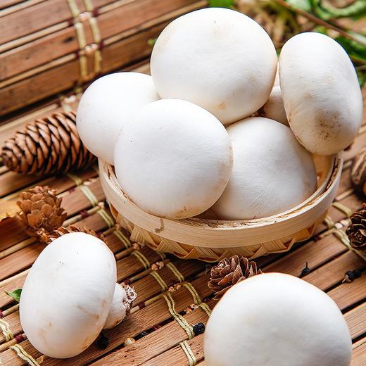 白蘑菇 250g/500g 商品图0