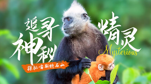 追寻神秘精灵 • 探秘喀斯特石山 ~2021广西渠楠自然秘境科考营 商品图0