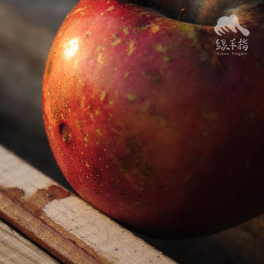 有机真的丑红富士苹果 | 合作生产 Organic-real ugly Fuji apple | Coproduction 商品图3