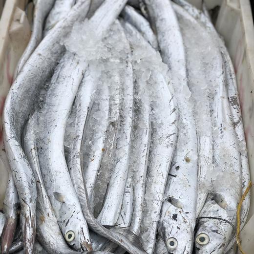 舟山雷达网深海 野生白磷中带鱼 5-7条（3斤装）乡镇勿拍 商品图0