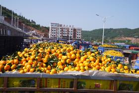 【助农】丹江口武当蜜橘（仅限十堰日报社后院自提）