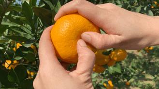 【助农】丹江口武当蜜橘（仅限十堰日报社后院自提） 商品图1