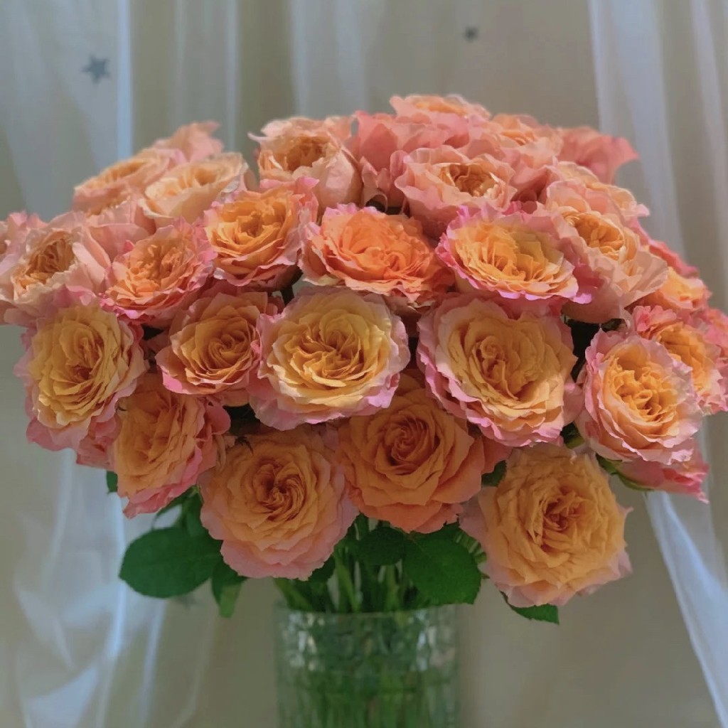 火灵鸟玫瑰20支冷链包邮每20支里4支不售后