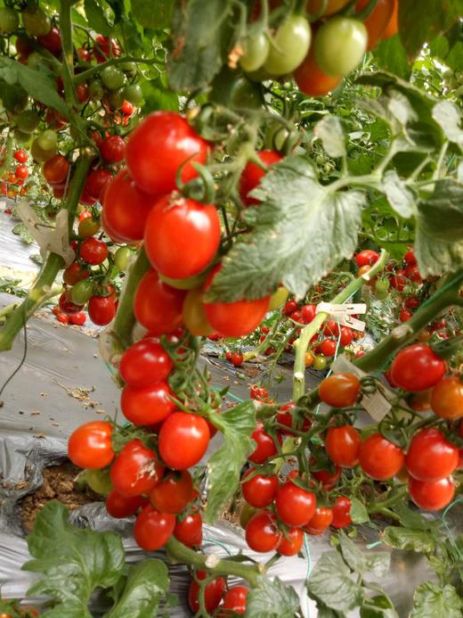 冷棚拉秧后的管理 商品图0