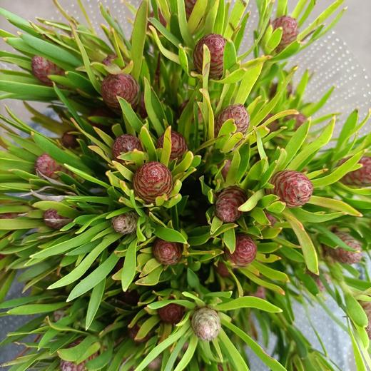 【超常待机】澳洲郁金香  红果  约5支/扎 商品图7