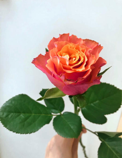 牙买加玫瑰20支