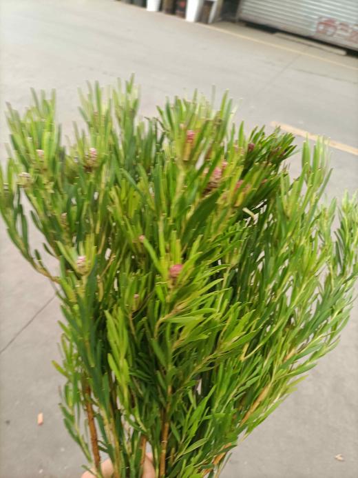 超常待机澳洲郁金香红果约910支扎