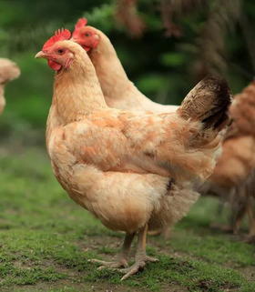 有机土检测报告