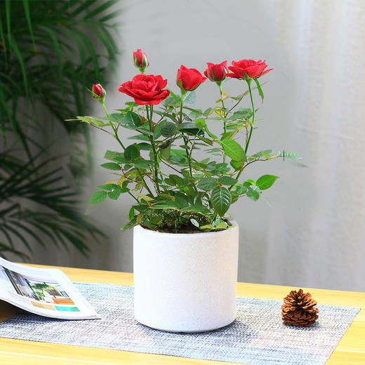 1盆小玫瑰月季花精致瓷盆草编篮盆栽观花植物花卉好养生日礼物送礼 商品图2