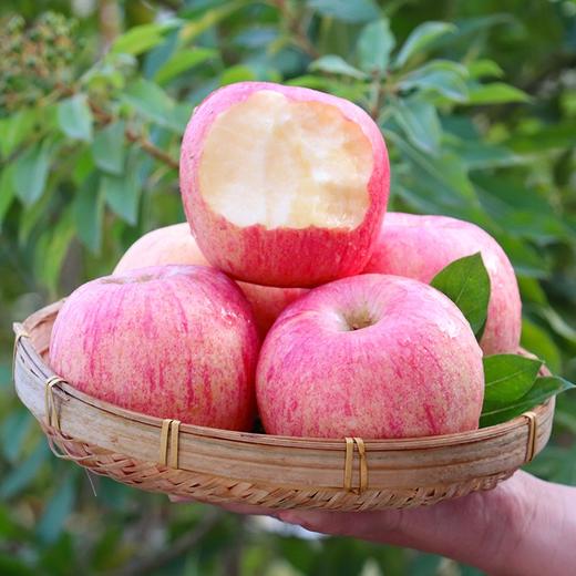 山西运城红富士 苹果 脆甜 新鲜水果冰糖心 果径75-85