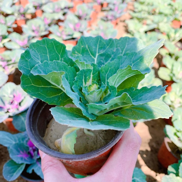 羽衣甘蓝盆栽苗
