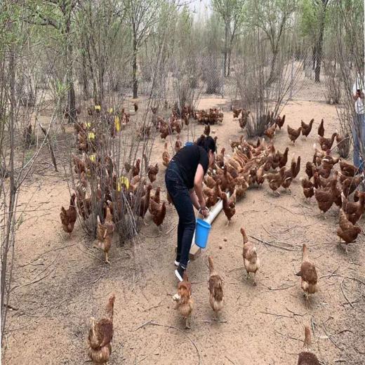 农村笨鸡蛋 （5斤装）下单3日后发货 商品图2