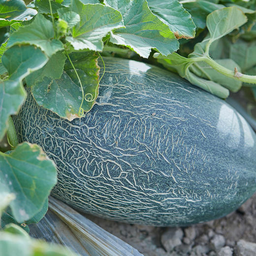 【被宠爱的西域珍品】新疆沙漠蜜瓜 香甜可口 肉厚汁丰 伽师瓜圣爵蜜瓜 风味独特 商品图2