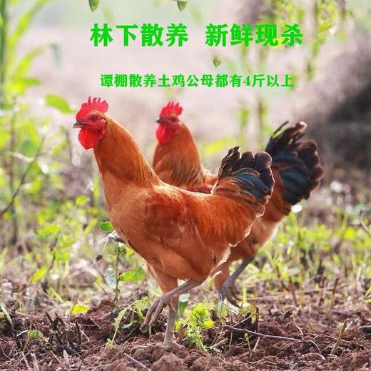 谭鹏郭大散养土公鸡 商品图0