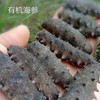 【有机认证】有机淡干野生海参 500g装 (5-8年） 商品缩略图3