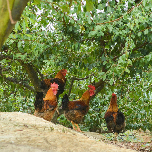 本地土鸡 商品图0