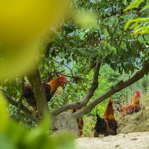 本地土鸡 商品图1