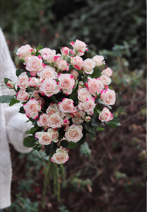 【周四秒杀】A级折射泡泡多头玫瑰5支59.8元