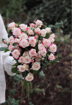 【周四秒杀】A级折射泡泡多头玫瑰5支59.8元