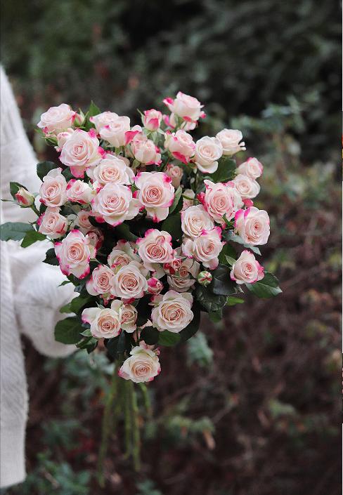 【周四秒杀】A级折射泡泡多头玫瑰5支59.8元 商品图0