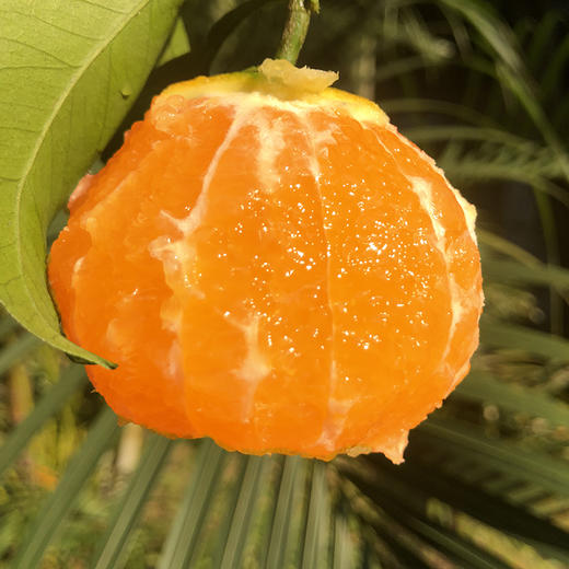 【果汁瀑布】爱媛38号 网红果冻橙 Q弹爽滑 可以直接喝的橙子 皮薄如橘 无籽化渣 顺丰包邮 商品图4