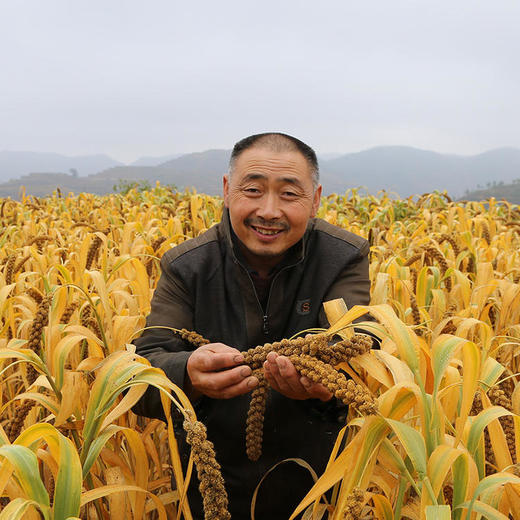 窑洞小米 | 陕北 商品图0