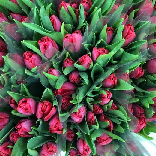 4月2日郁金香-红色 37cm 30g ile de france-10支 商品图0