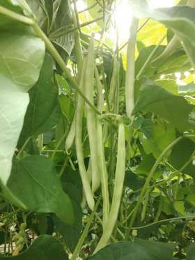 11月份，棚室蔬菜中温高湿病害的防与治